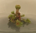 Dionaea muscipula 4